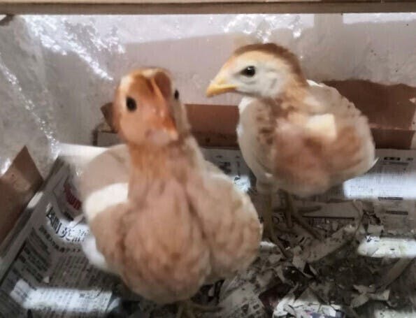 2番目のメイン画像