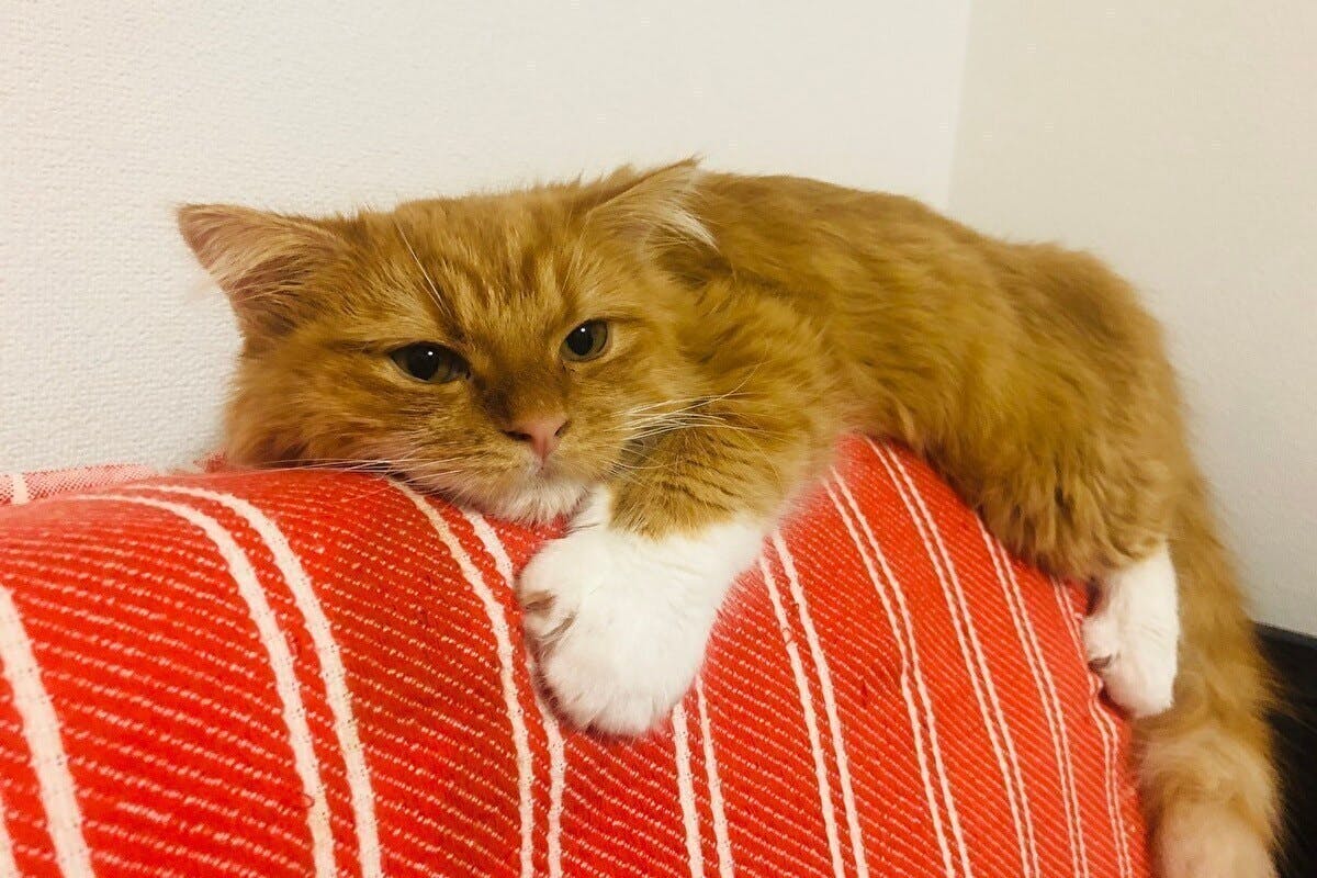 2番目のメイン画像