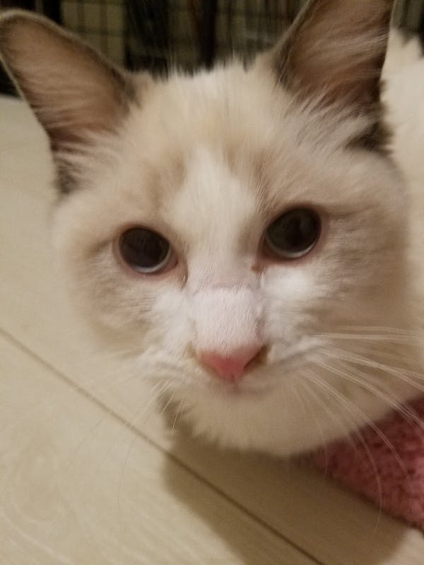 3番目のメイン画像