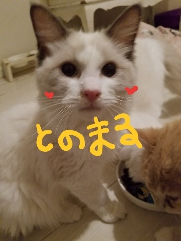 2番目のメイン画像