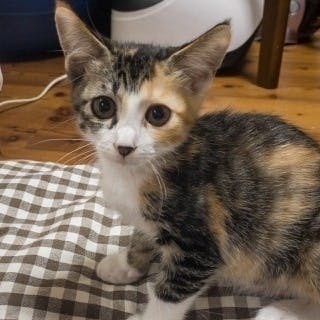 3番目のメイン画像