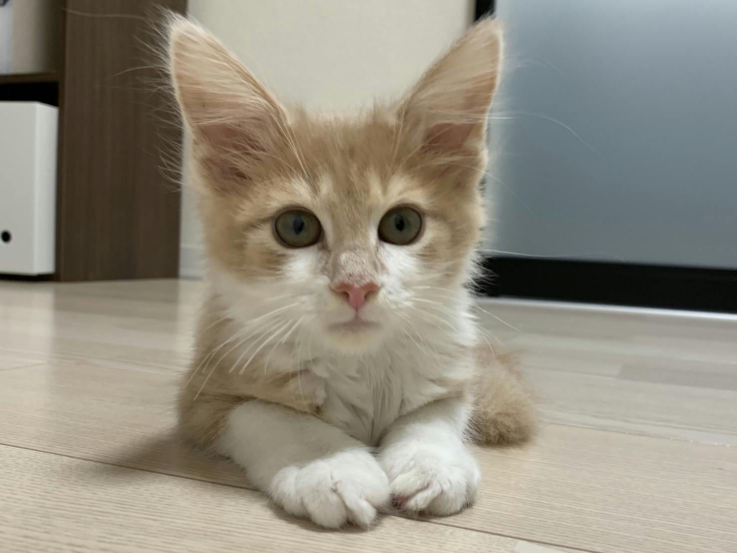 4番目のメイン画像