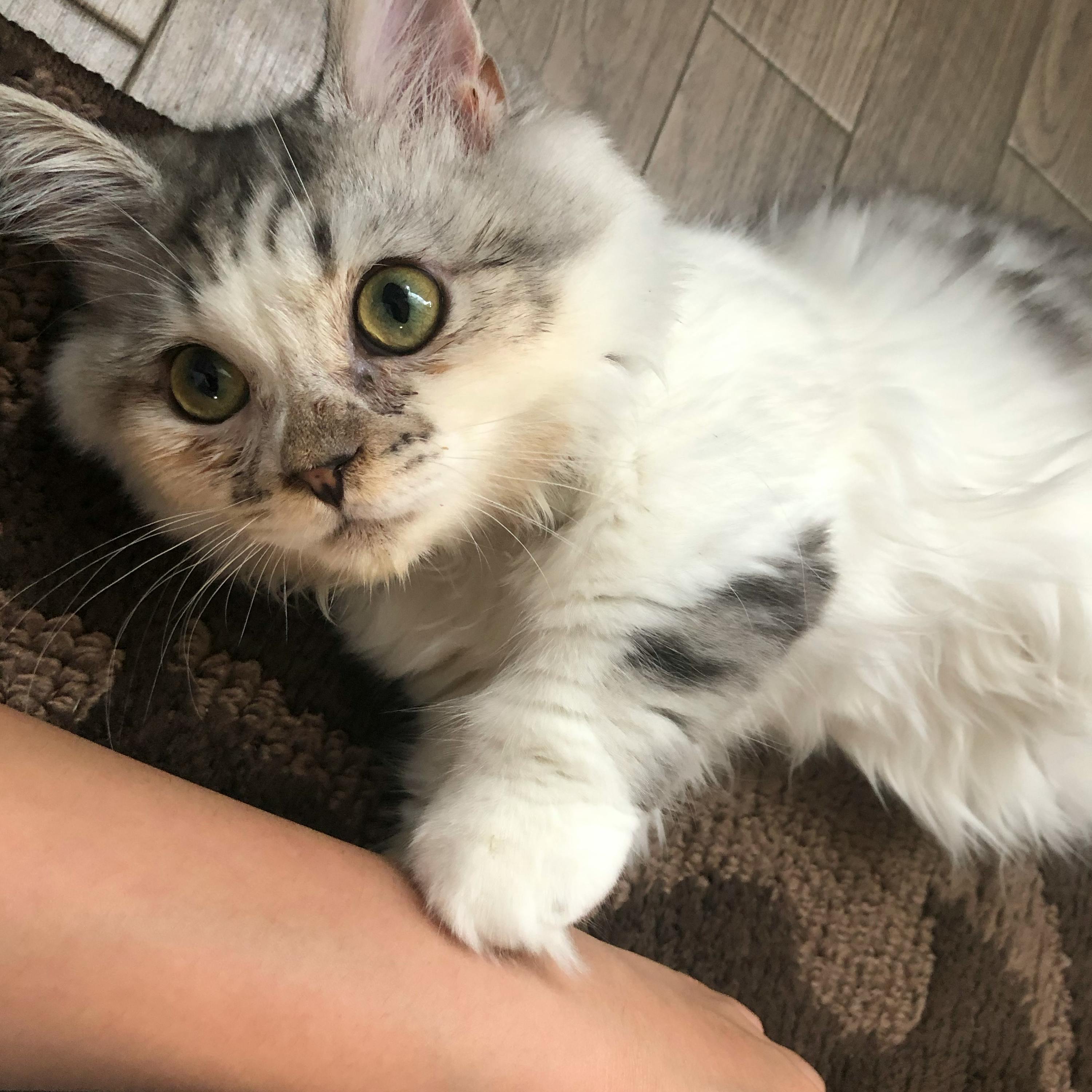 3番目のメイン画像