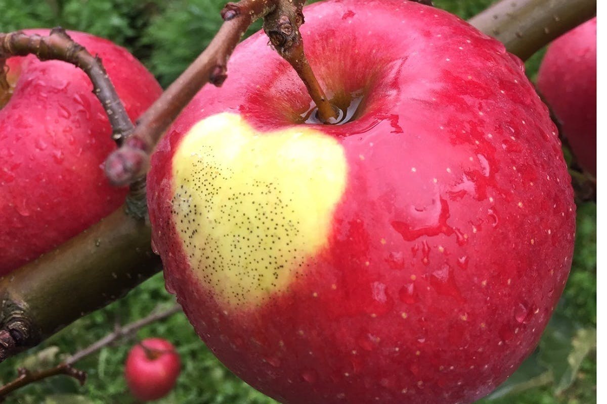 5番目のメイン画像