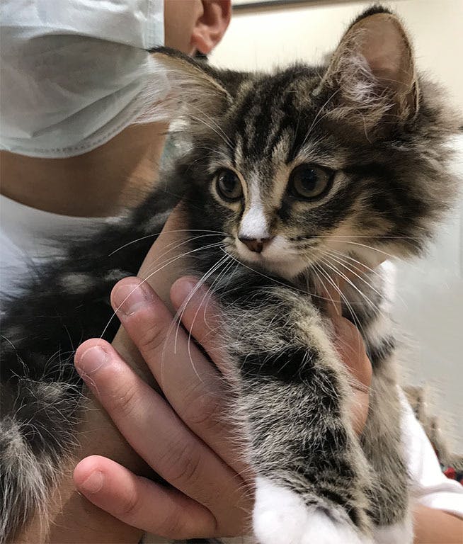 2番目のメイン画像