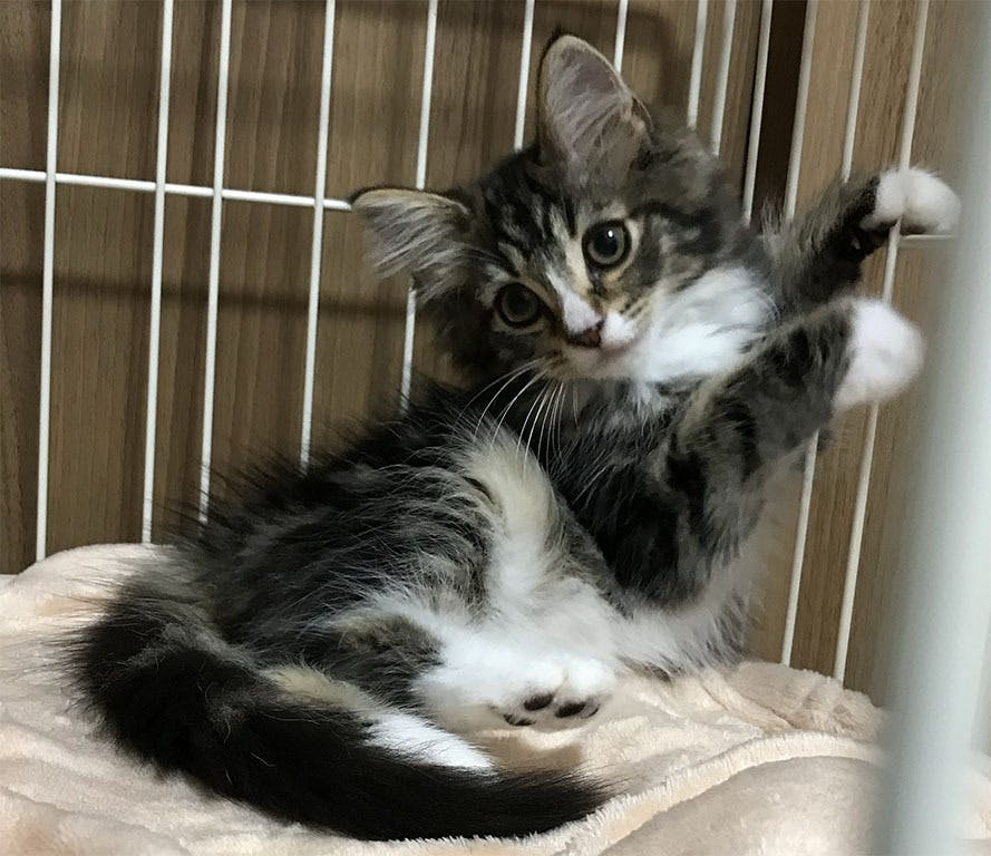 3番目のメイン画像