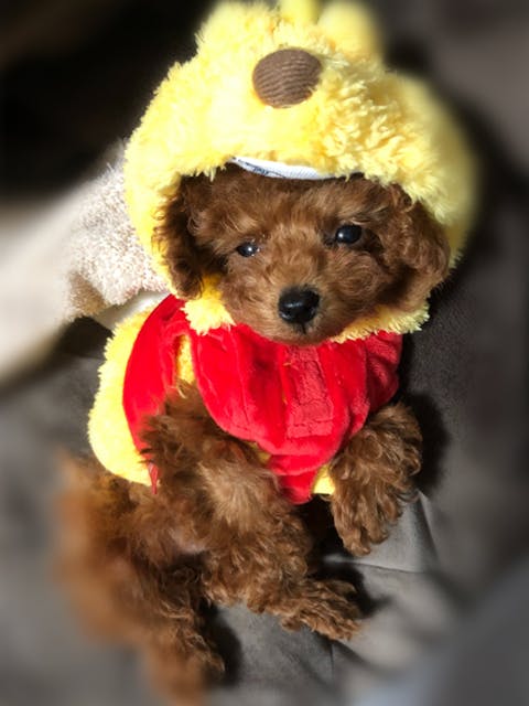 2番目のメイン画像