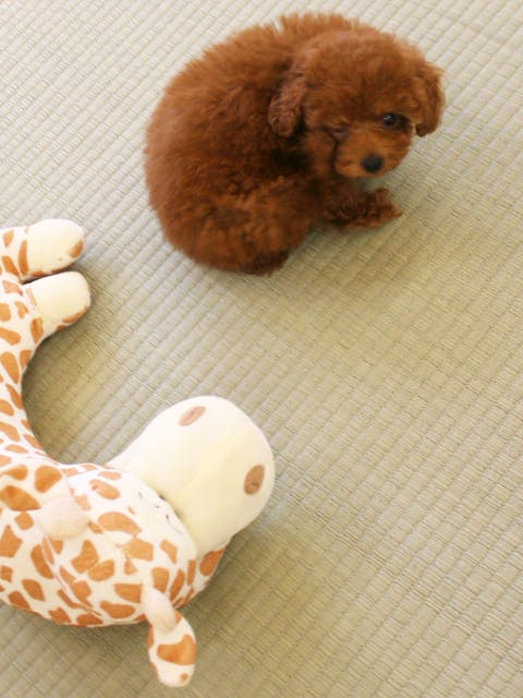 3番目のメイン画像