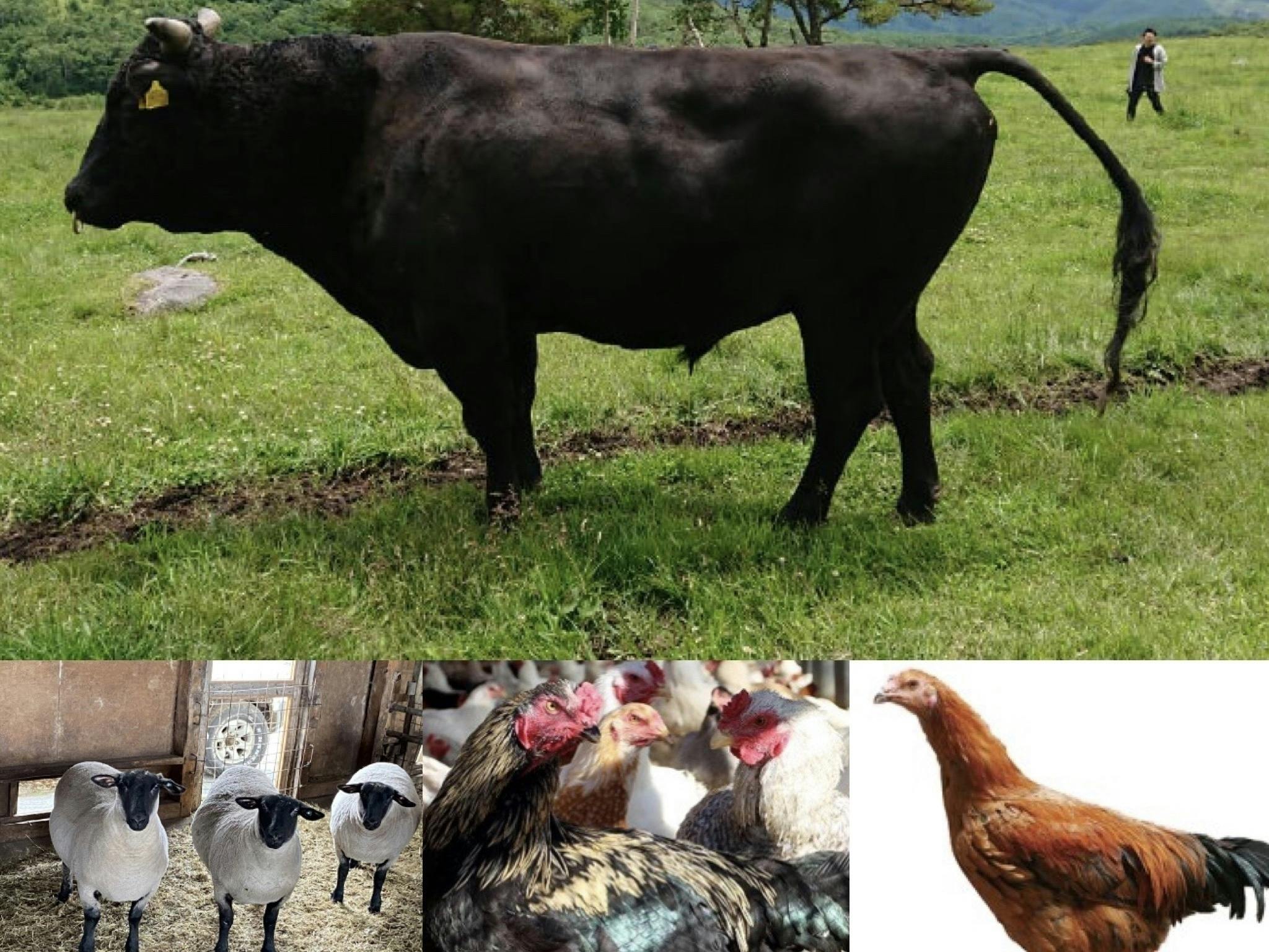 5番目のメイン画像