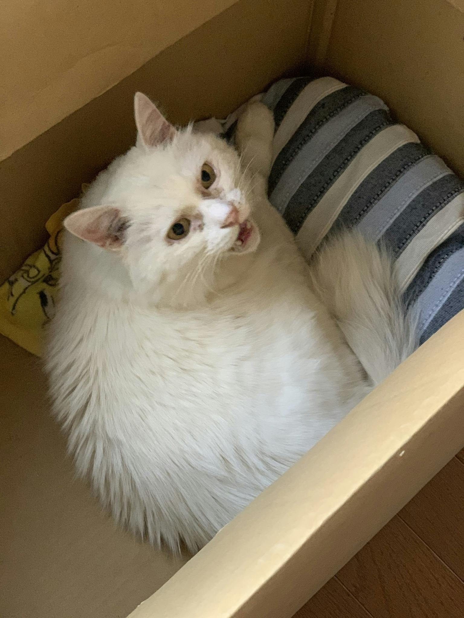 2番目のメイン画像