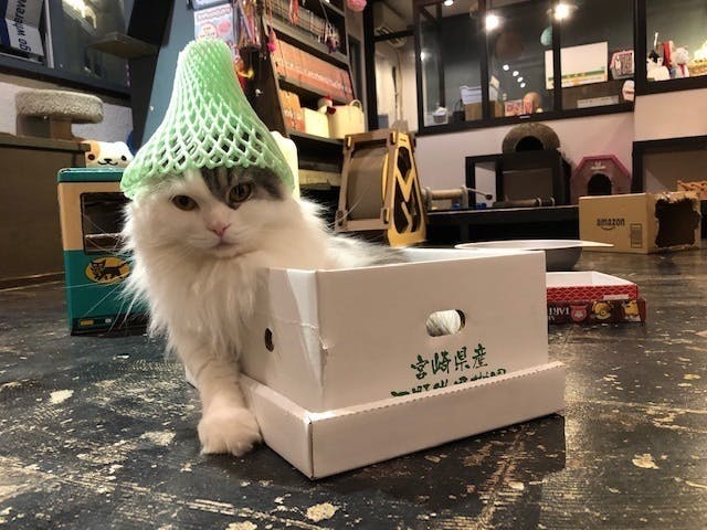 5番目のメイン画像