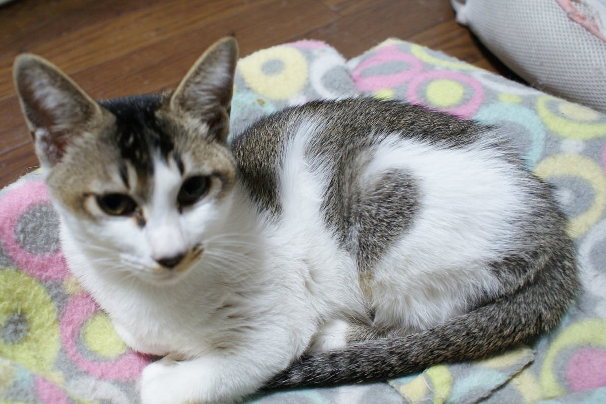 3番目のメイン画像