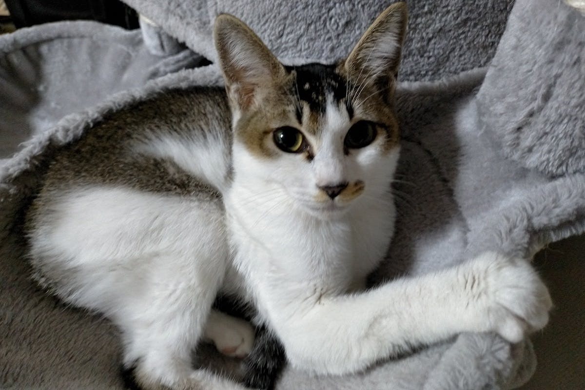 4番目のメイン画像