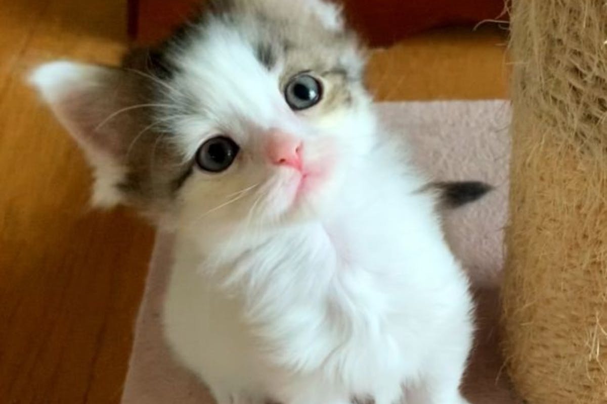 1番目のメイン画像