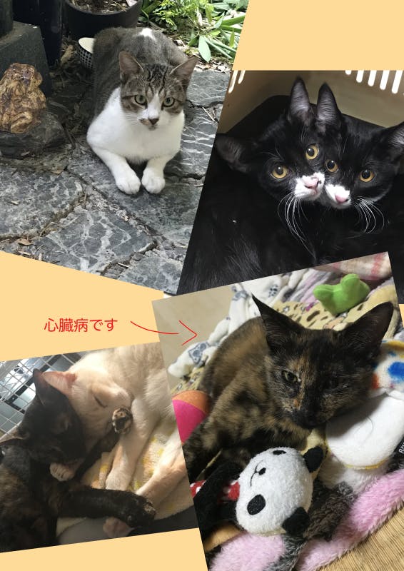 3番目のメイン画像