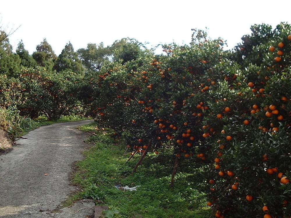 3番目のメイン画像