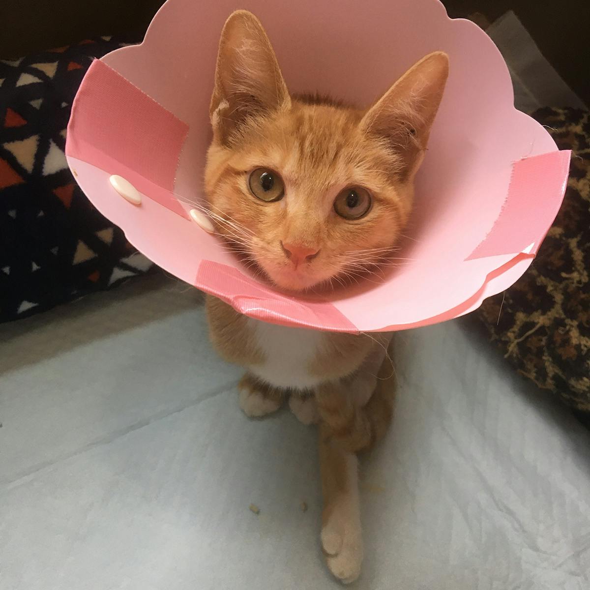 5番目のメイン画像