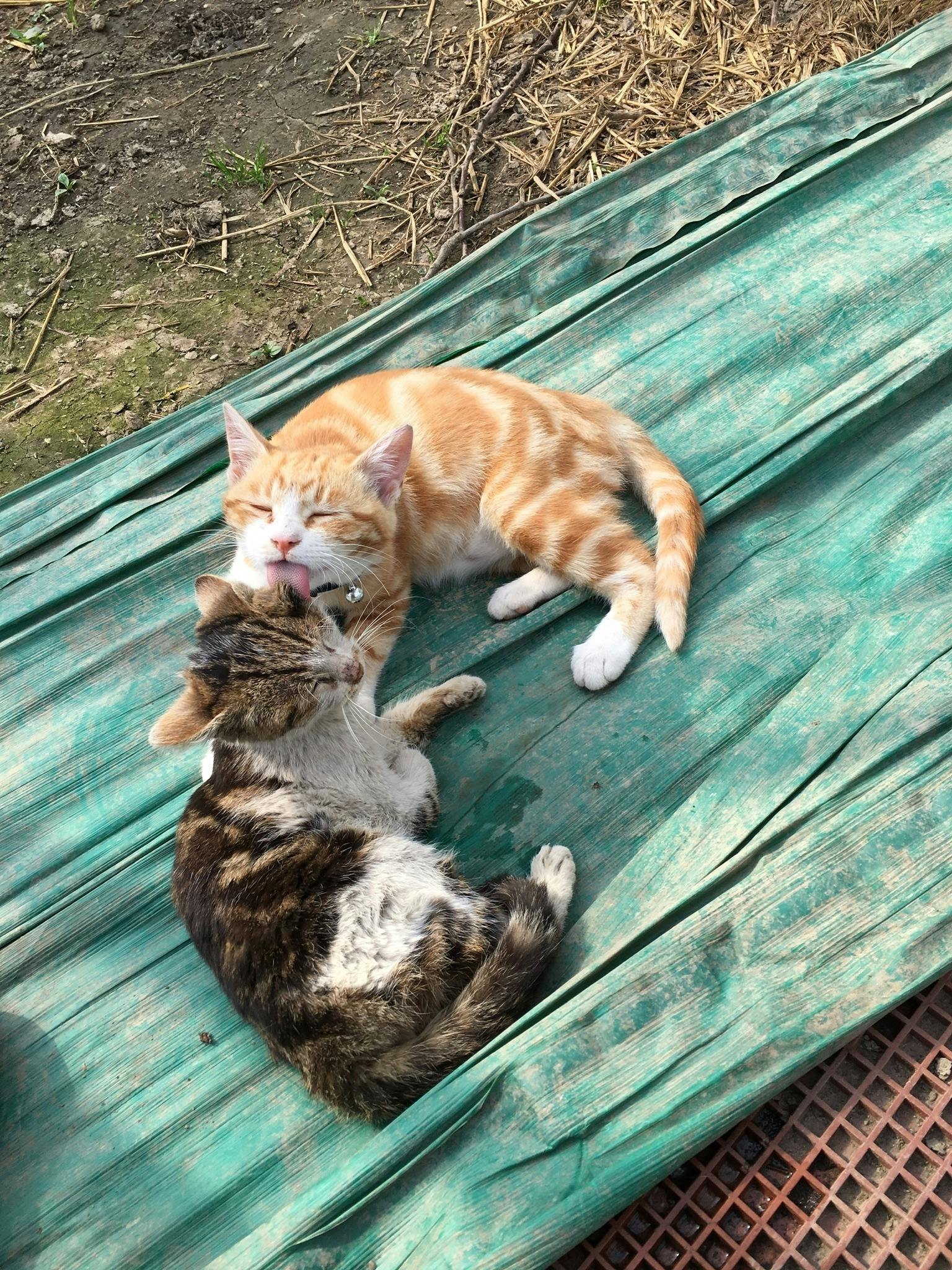 3番目のメイン画像