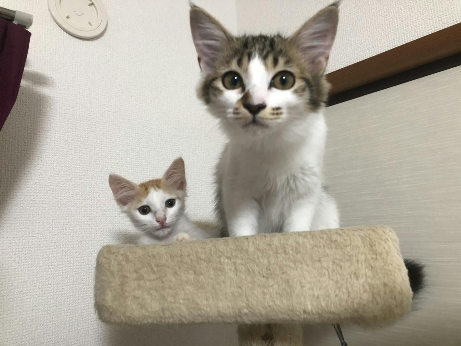 3番目のメイン画像