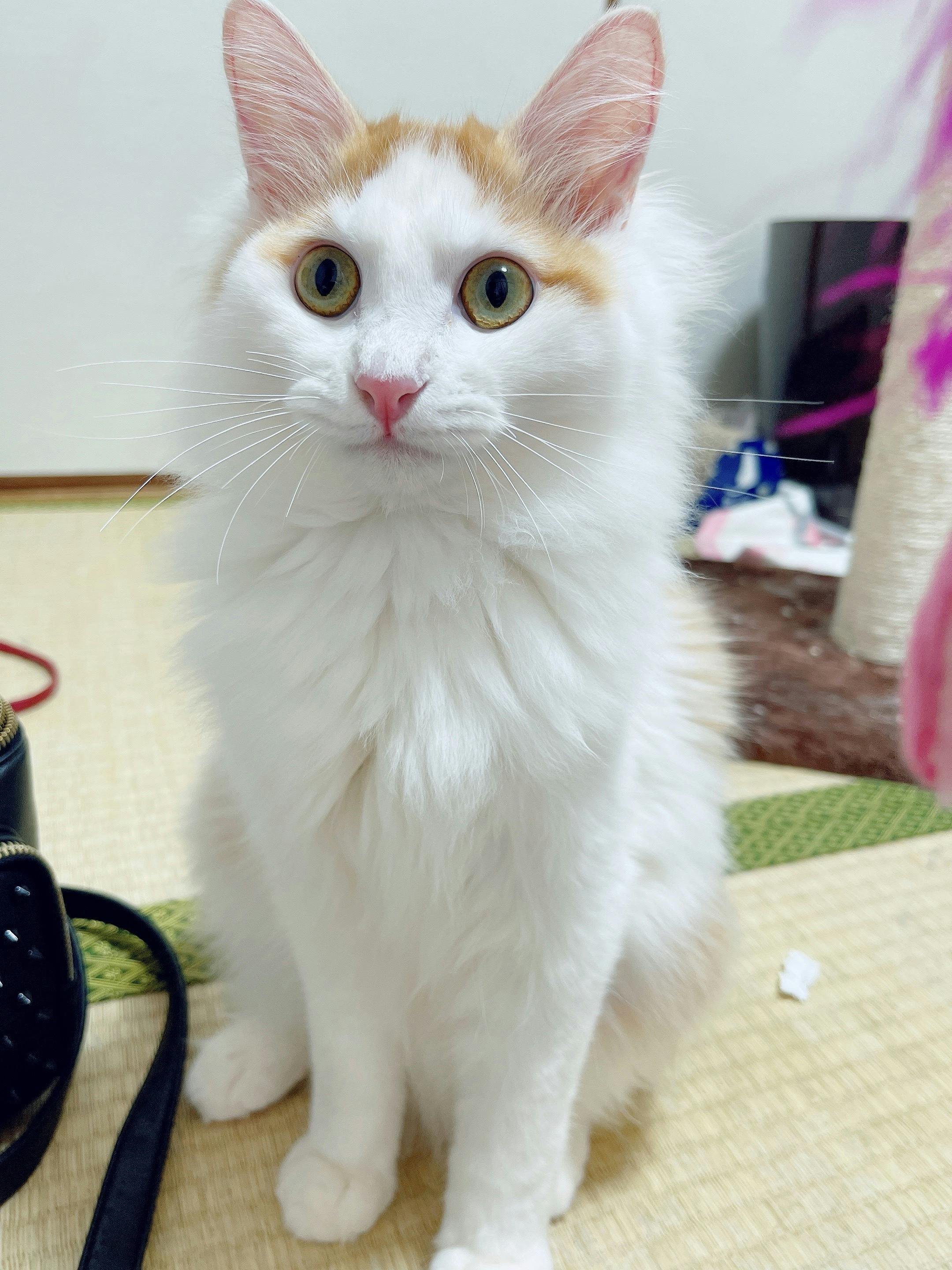 5番目のメイン画像