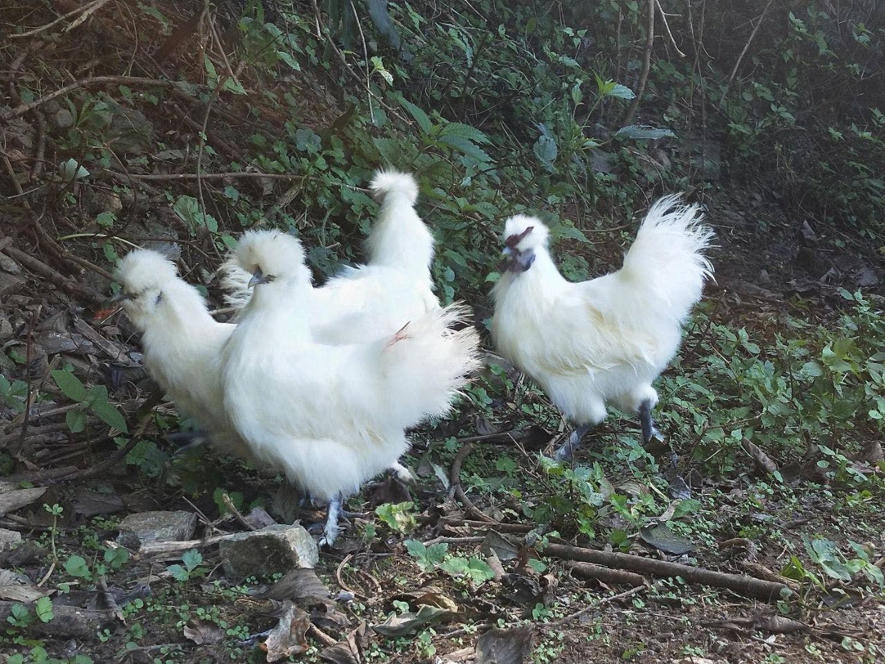 5番目のメイン画像