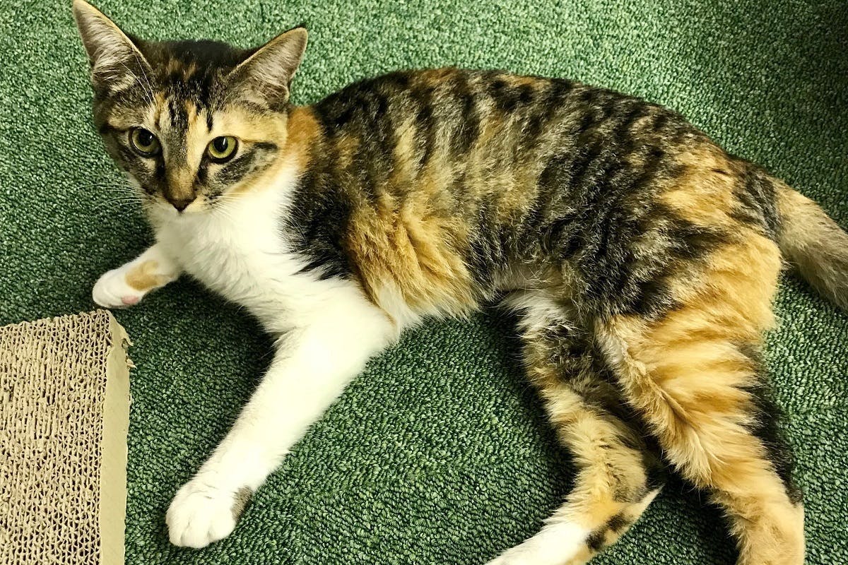 3番目のメイン画像