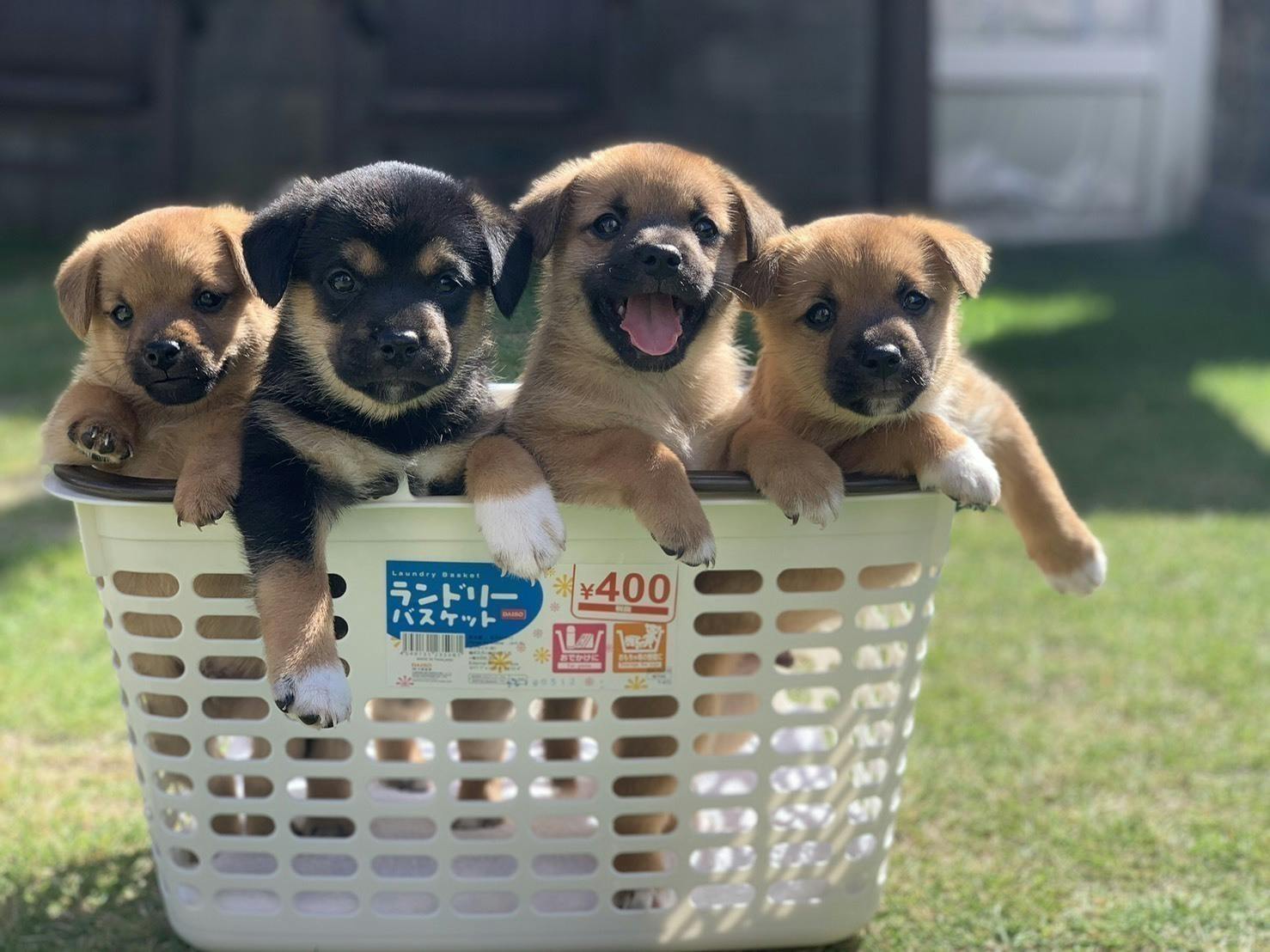 4番目のメイン画像