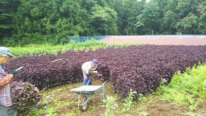 2番目のメイン画像