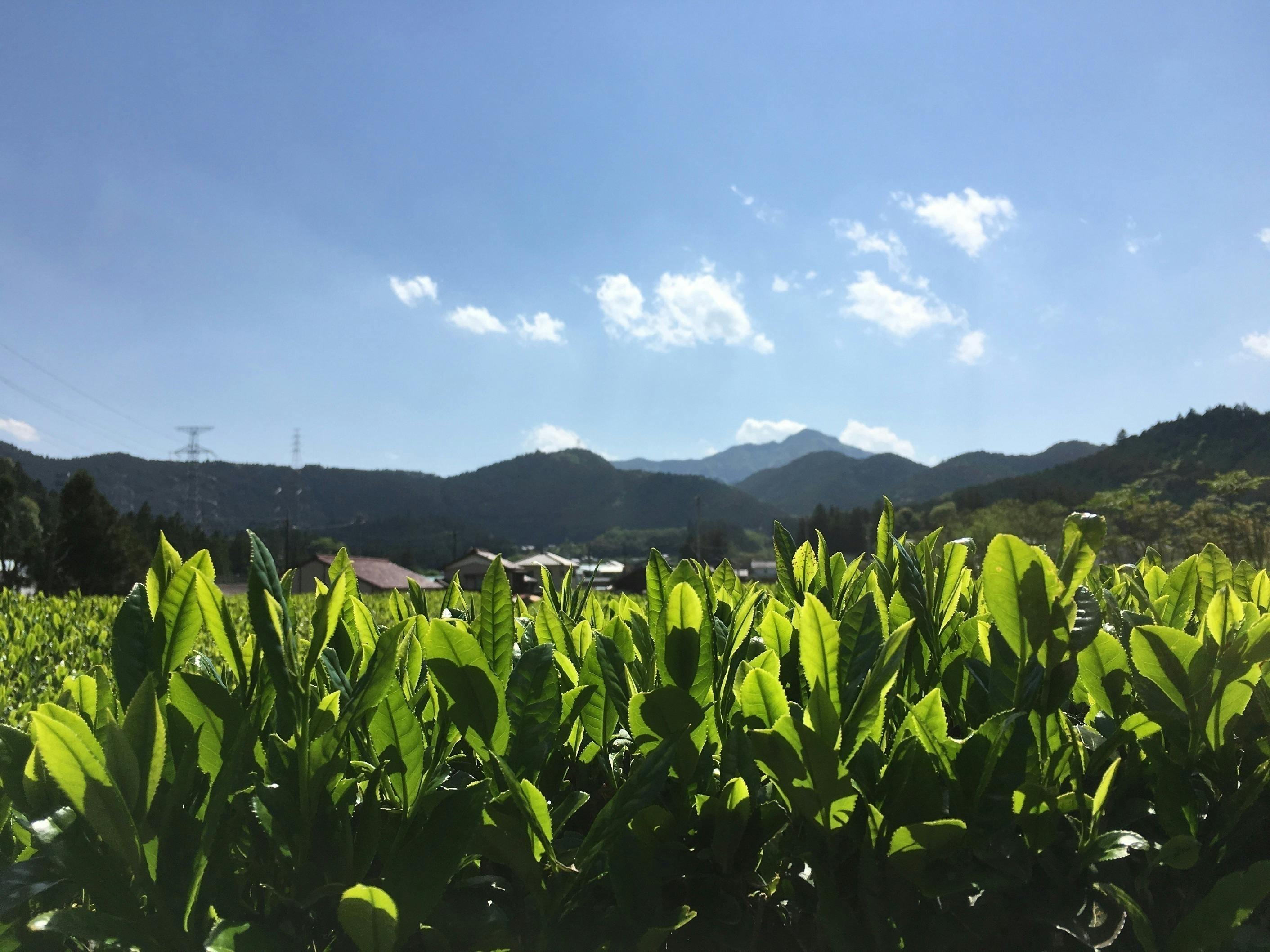 3番目のメイン画像