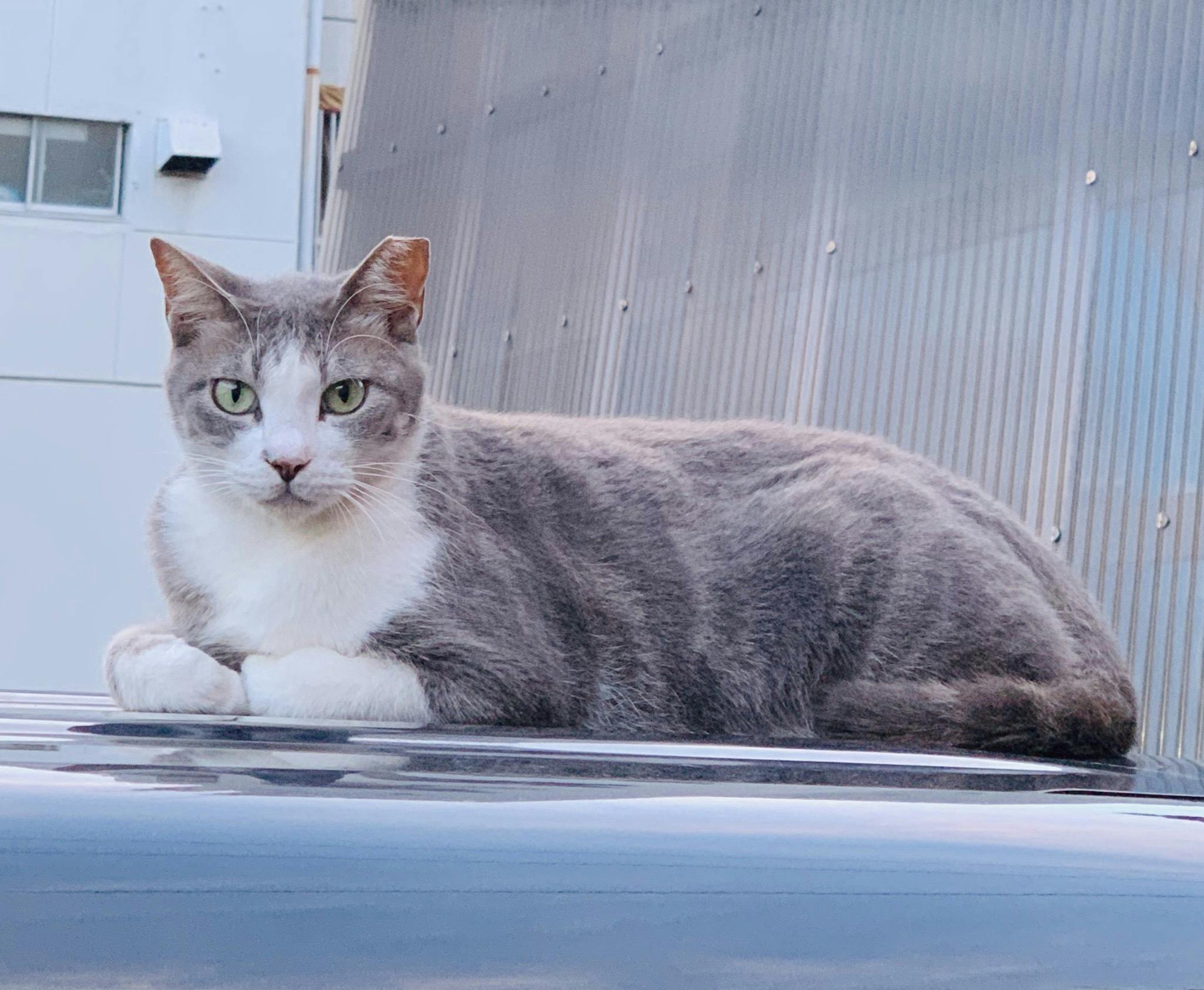 2番目のメイン画像