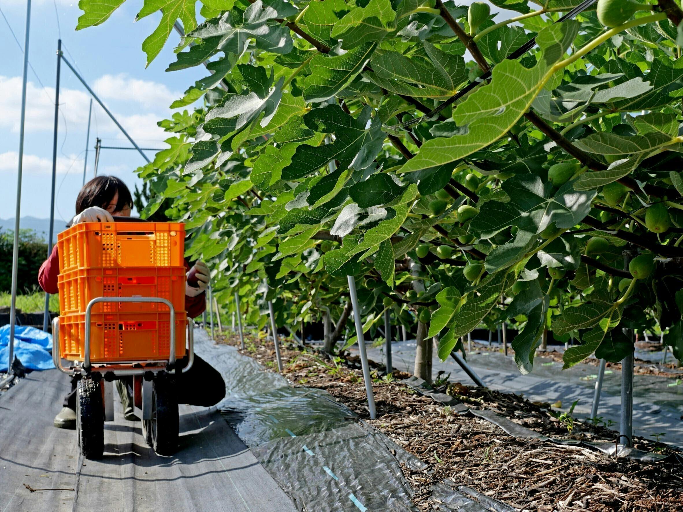 3番目のメイン画像