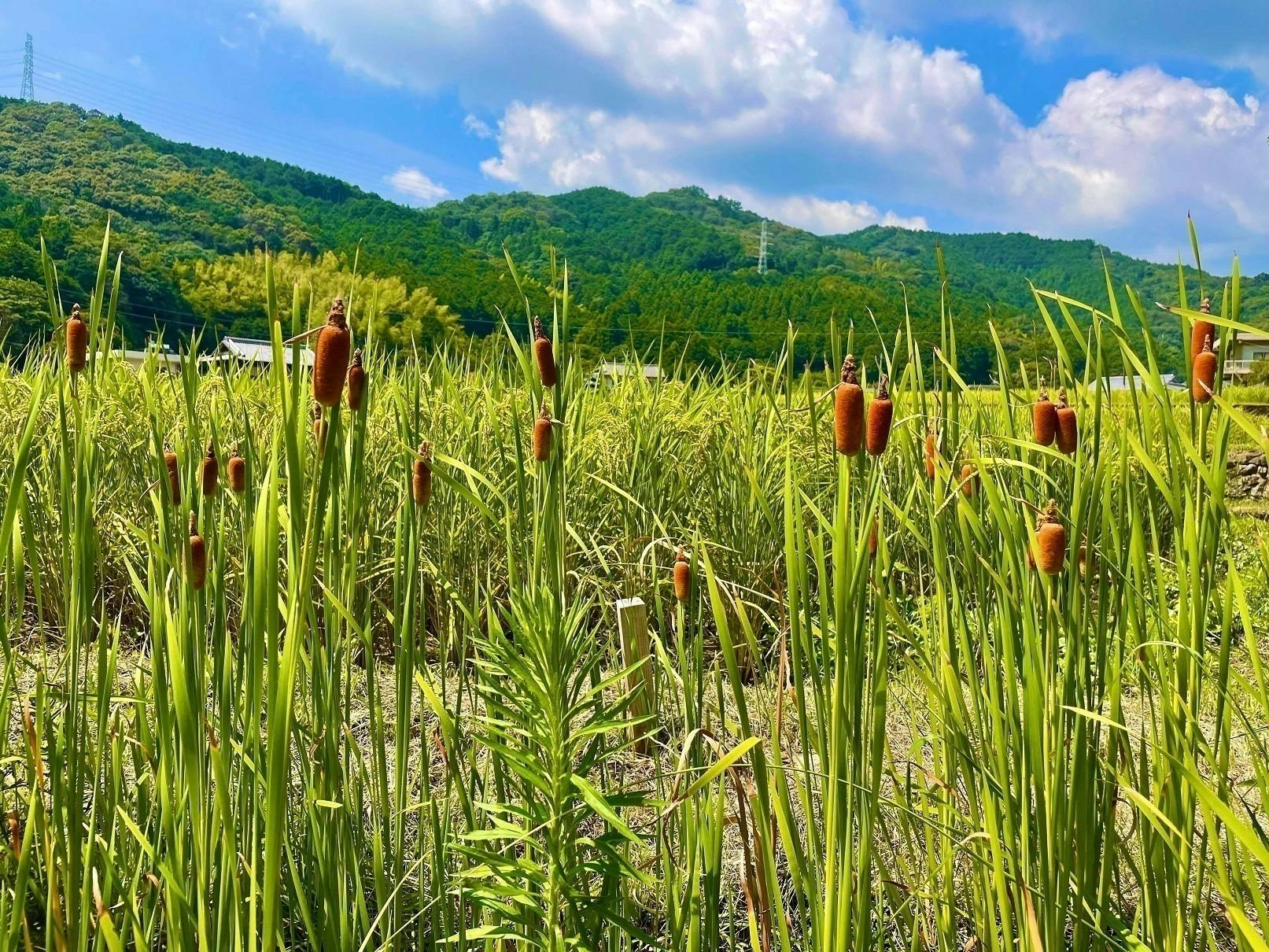 4番目のメイン画像