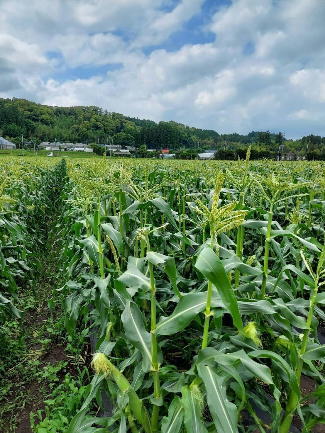 4番目のメイン画像