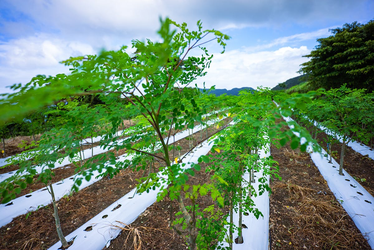 3番目のメイン画像