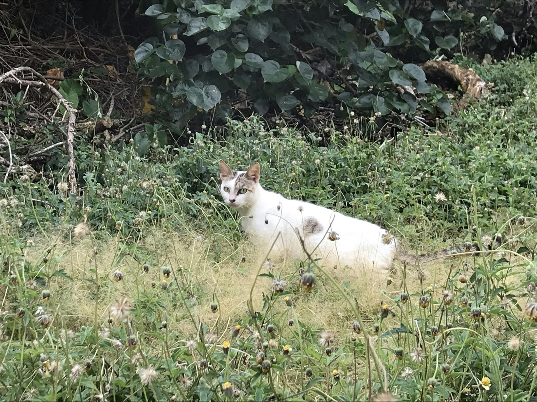 4番目のメイン画像