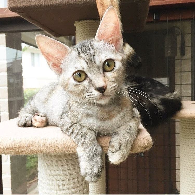 4番目のメイン画像