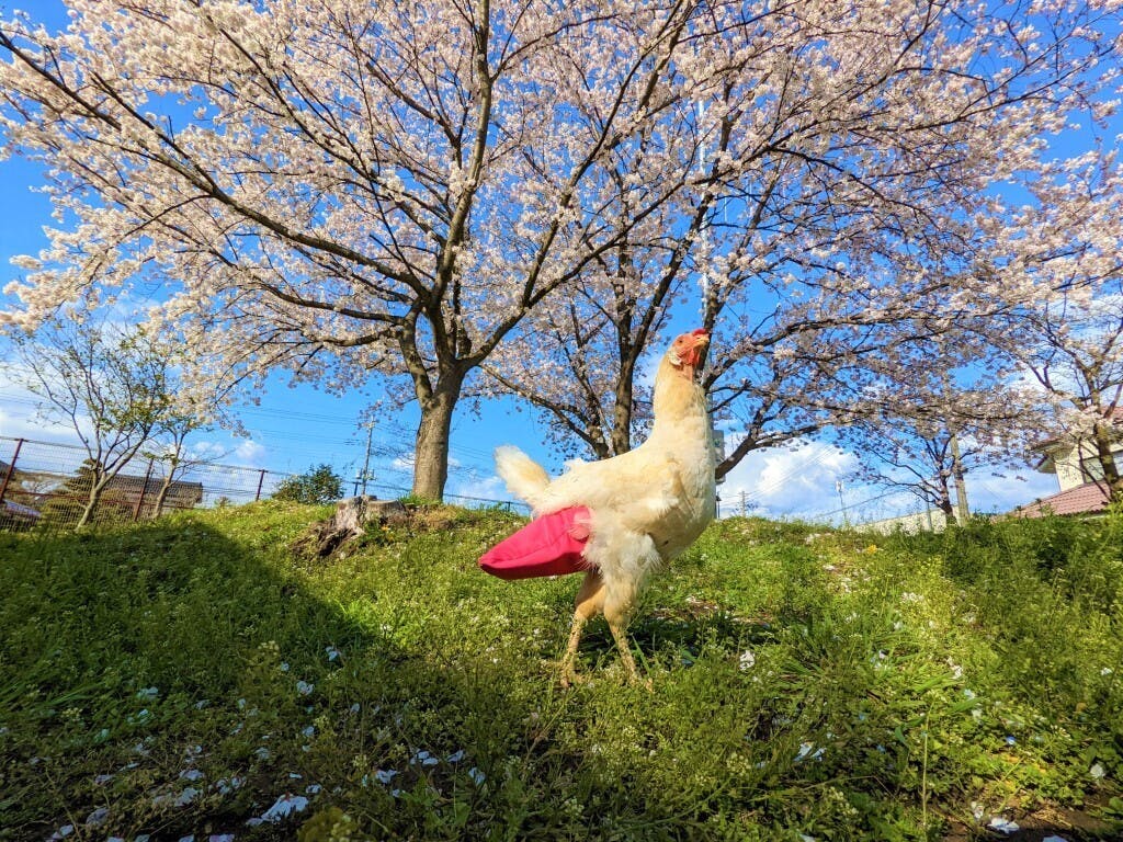 2番目のメイン画像