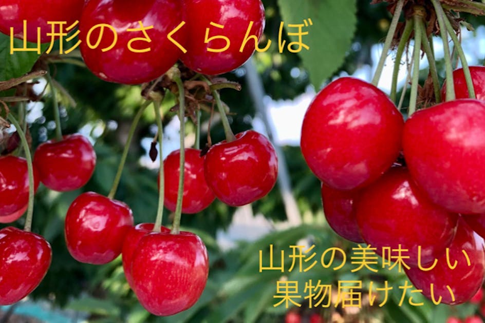超レア果物「梨・甘ひびき」「桃・シーエックス」たくさん作り