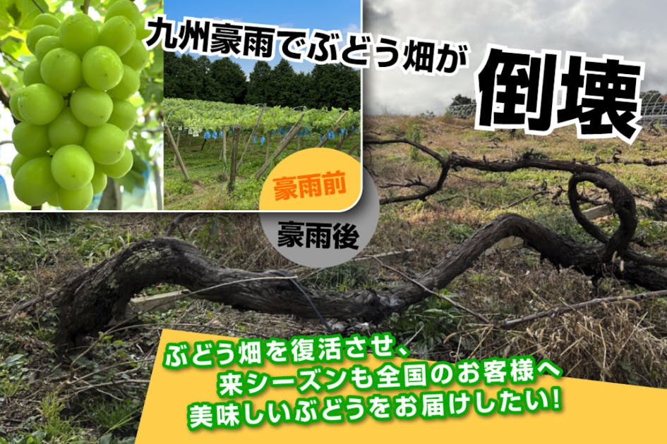 九州豪雨でぶどう棚が倒壊。1万房が被害に。復旧させて遠藤ぶどう園を未来に繋げたい - CAMPFIRE (キャンプファイヤー)