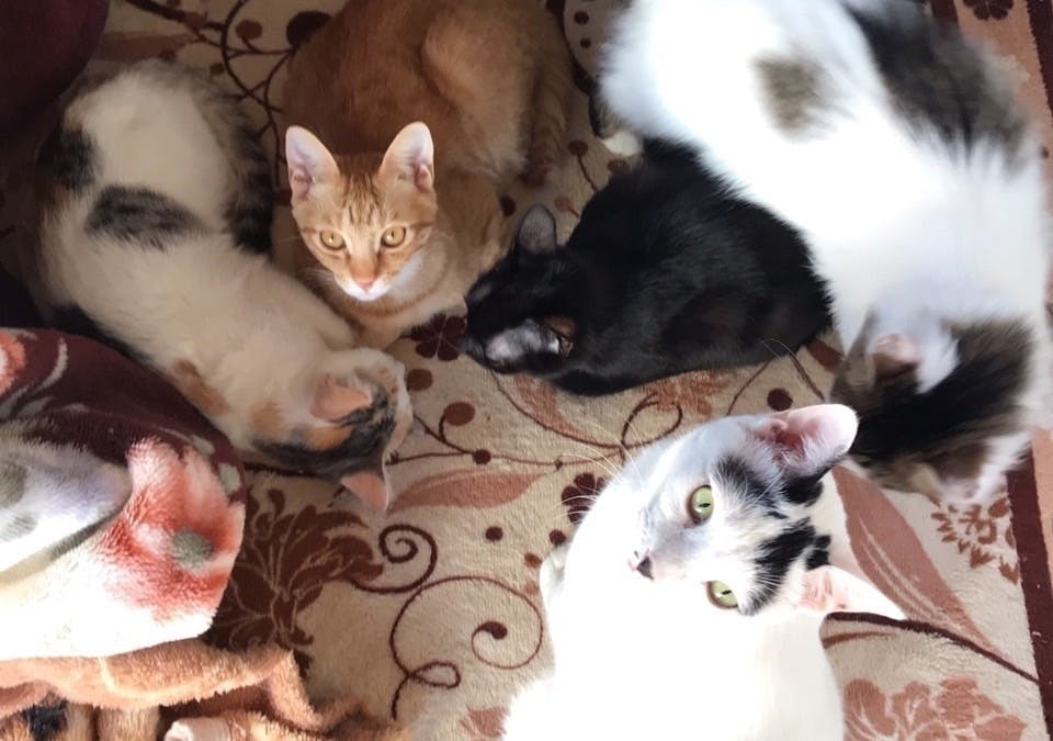 2番目のメイン画像