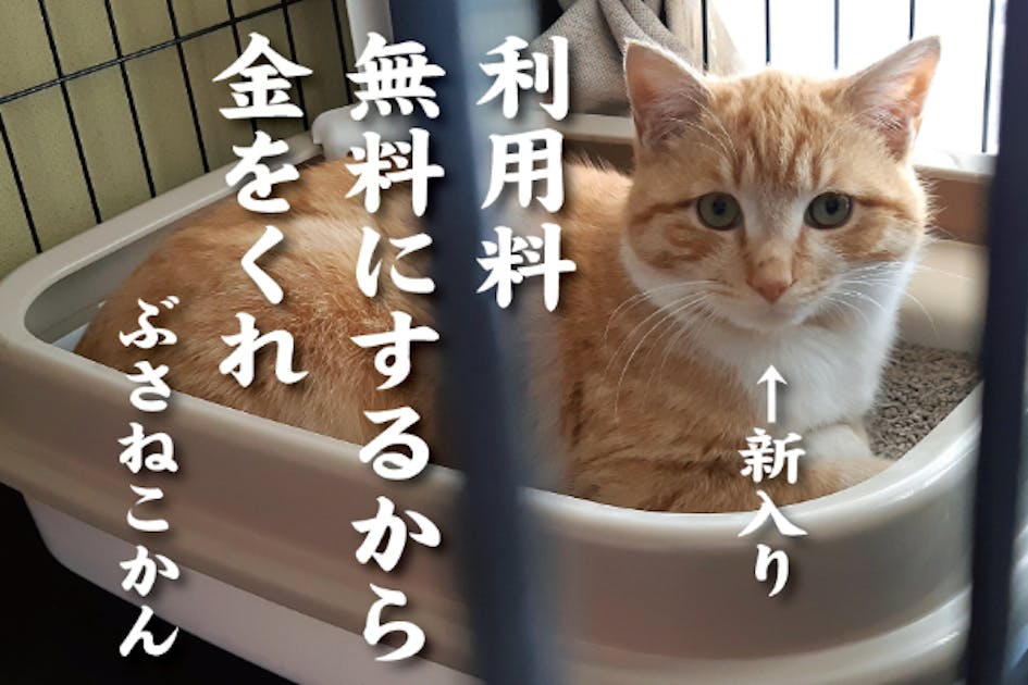 ブサ猫だらけの異空間、猫カフェもどき『ぶさねこかん』の開業支援 ブサ猫だらけの異空間、猫カフェもどき『ぶさねこかん』の開業支援