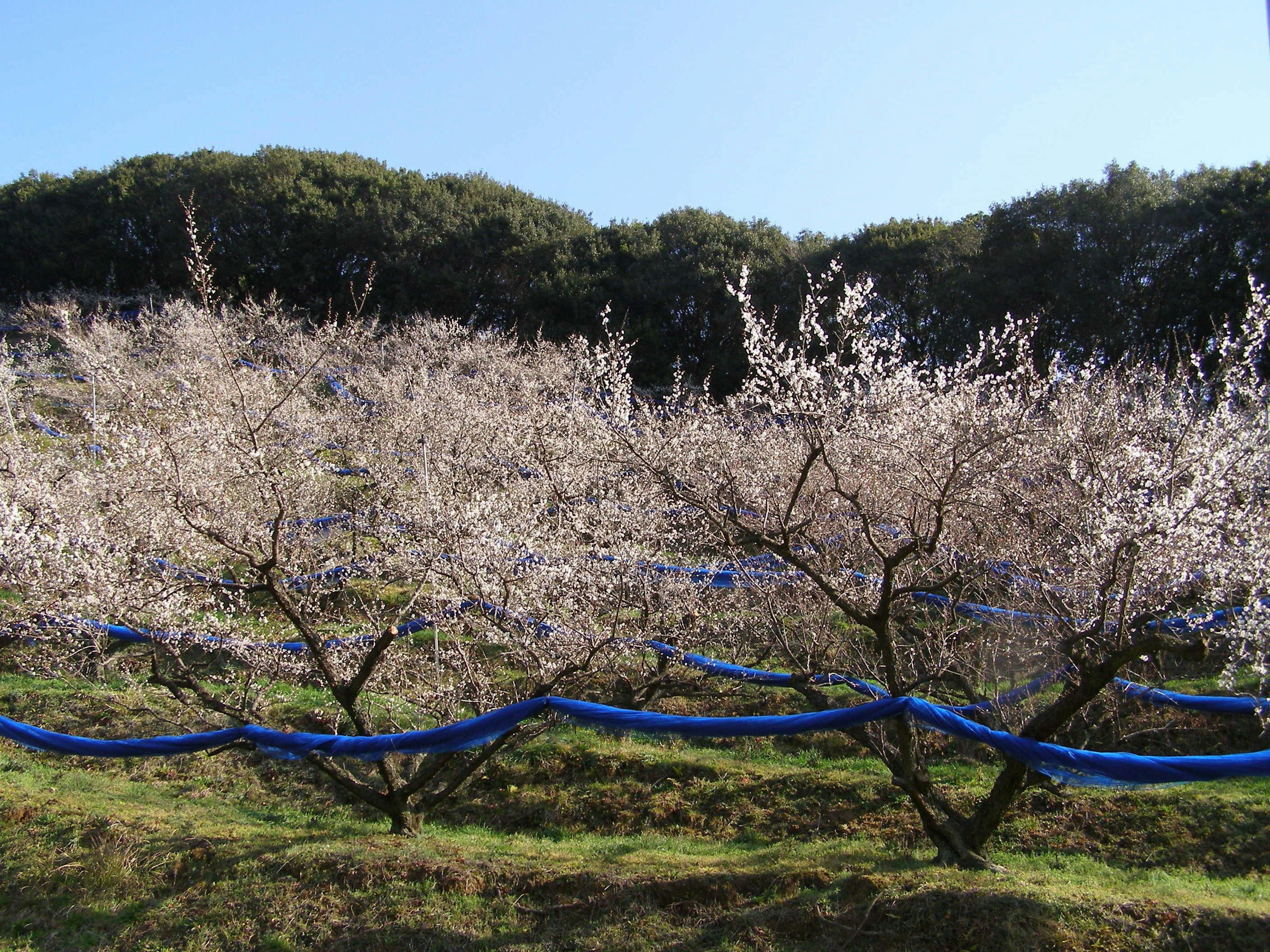 3番目のメイン画像