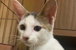 3番目のメイン画像