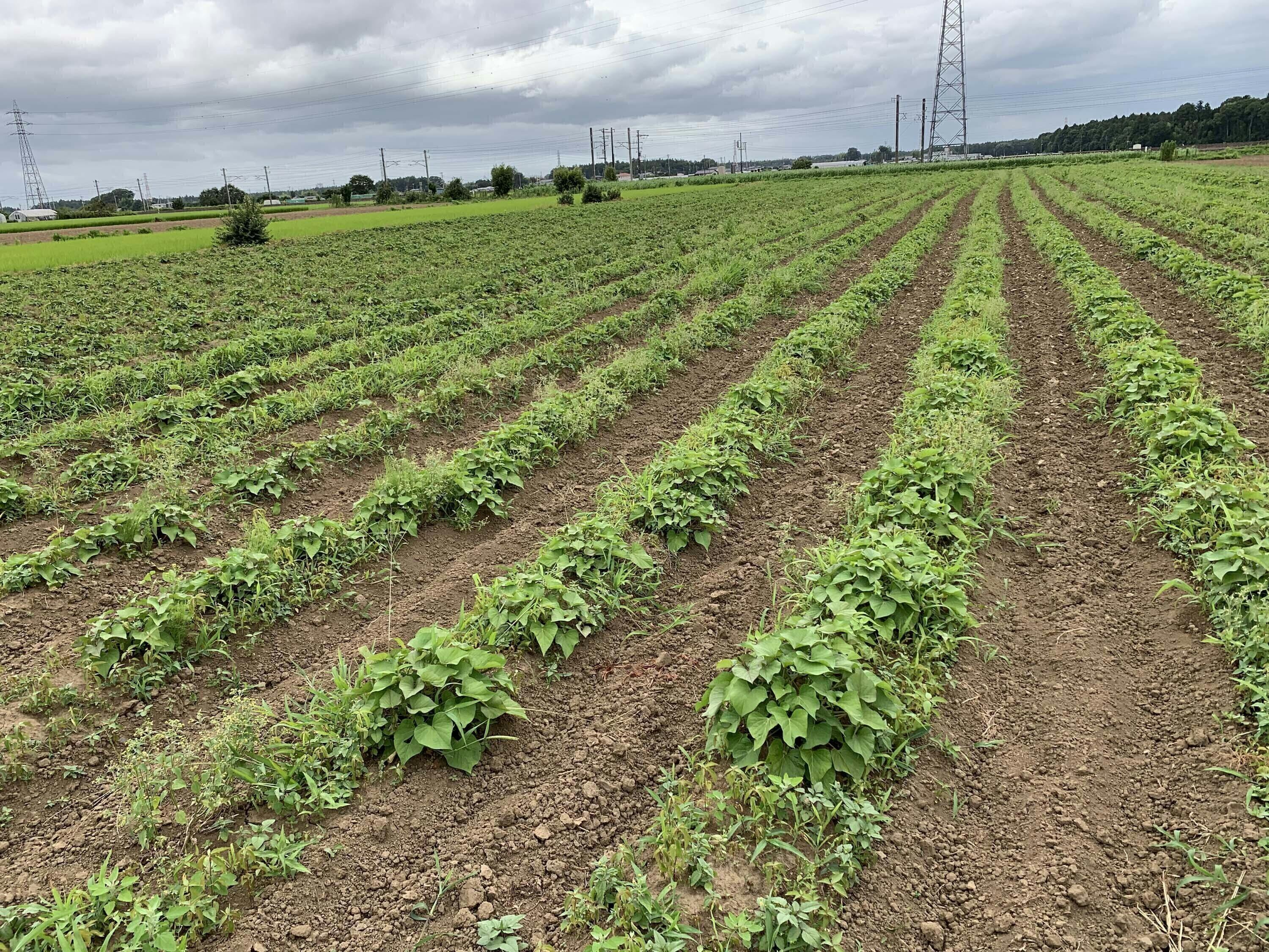 4番目のメイン画像