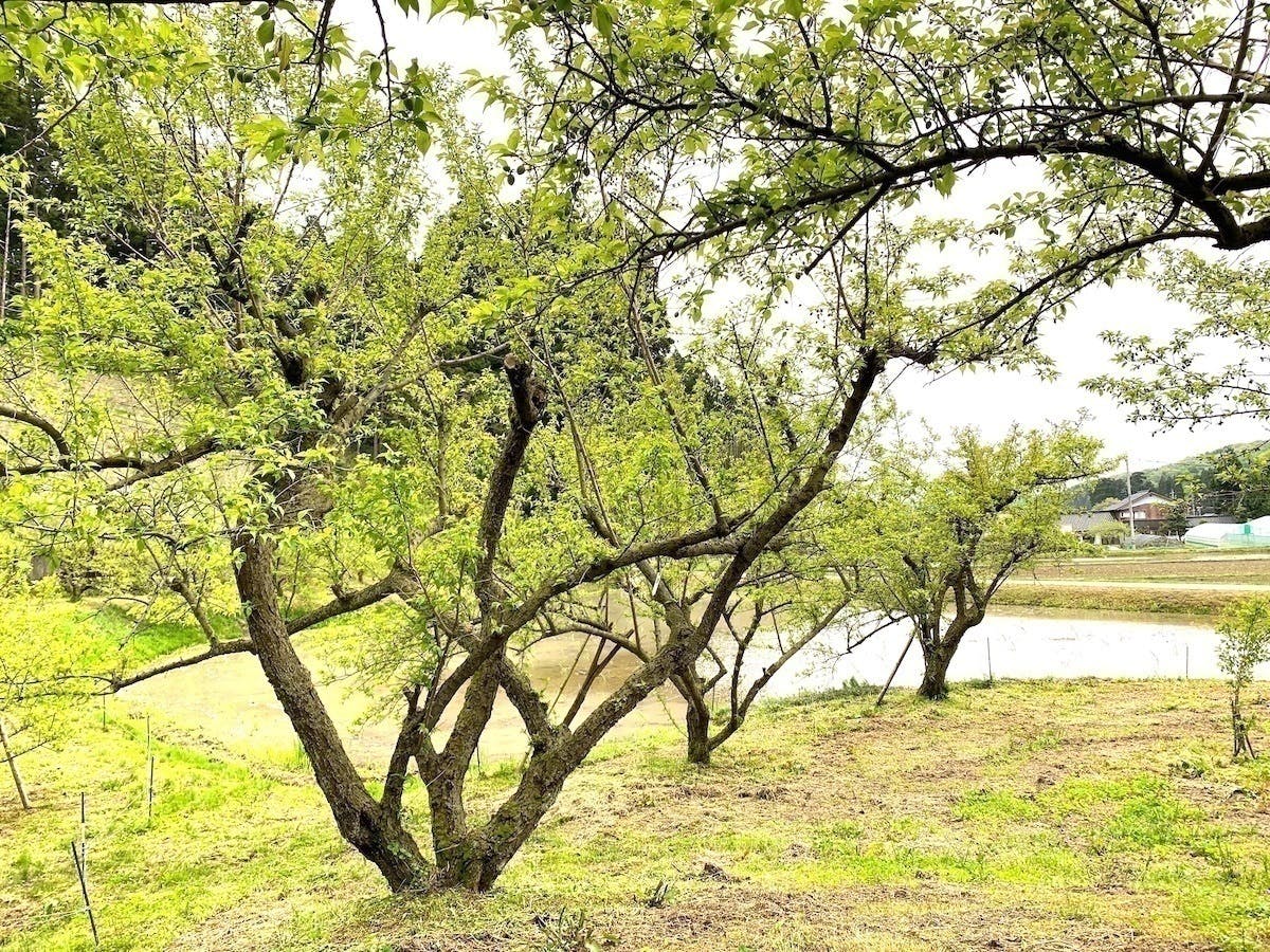 4番目のメイン画像