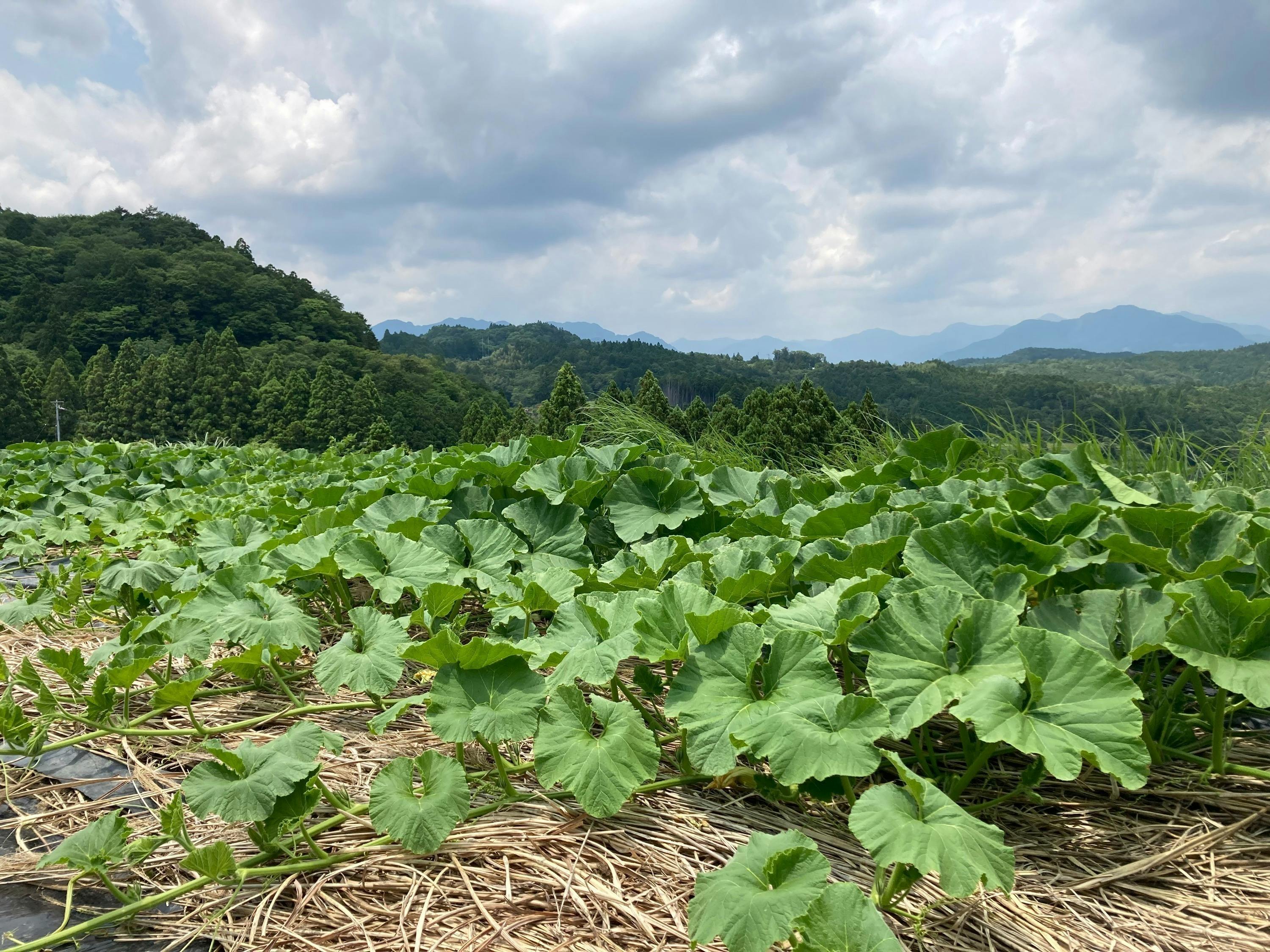 5番目のメイン画像