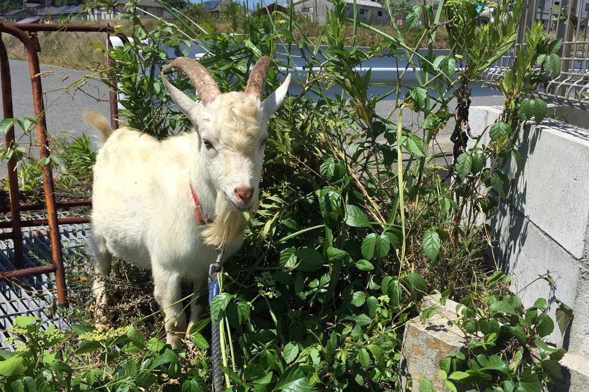2番目のメイン画像