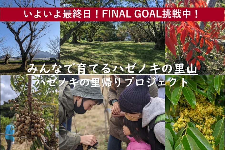 ハゼノキの里帰りプロジェクト ハゼノキ発祥の地から新しい恵みを創り