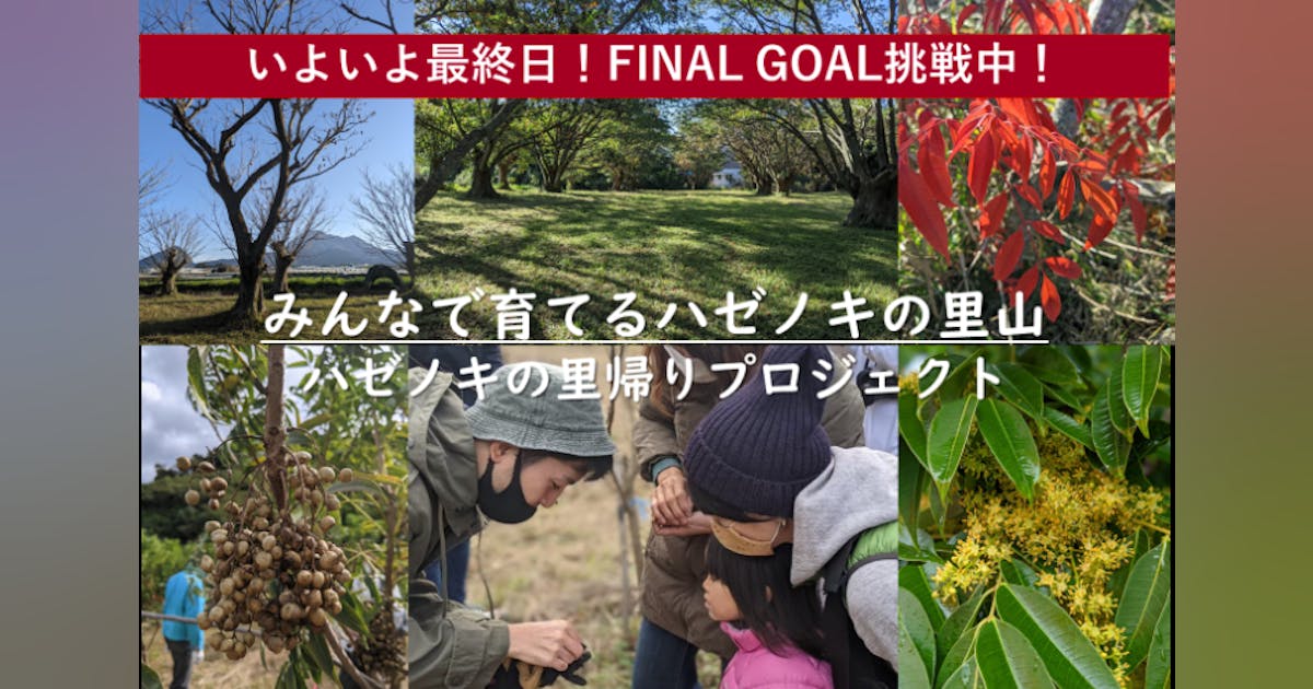 新しいハゼノキの可能性に向けて - CAMPFIRE (キャンプファイヤー) 新しいハゼノキの可能性に向けて - CAMPFIRE (キャンプファイヤー)