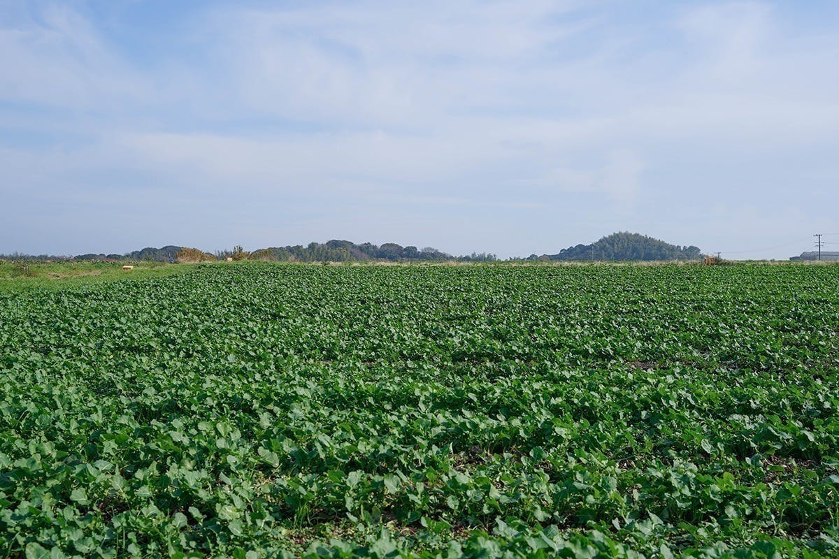 3番目のメイン画像